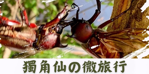 event-banner-2025【獨角仙の微旅行】昆蟲生態夏令營