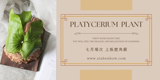 event-banner-【台北七月場次】下班隨手作 ‖ 手作課程-上板鹿角蕨