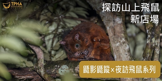 event-banner-鼯影鼯蹤 — 夜訪飛鼠系列 新店場｜山上的飛鼠篇