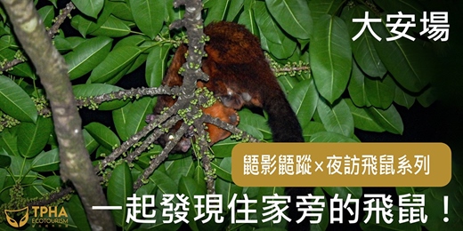 event-banner-鼯影鼯蹤 — 夜訪飛鼠系列 大安場 | 住家旁的飛鼠篇