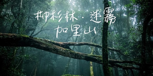 event-banner-【柳杉林．迷霧】 加里山┃山行旅