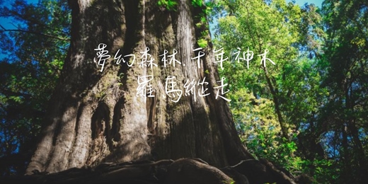 event-banner-【夢幻森林.千年神木】羅馬縱走｜山行旅