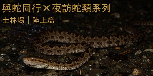event-banner-與蛇同行 — 夜訪蛇類系列 士林場 | 陸上篇