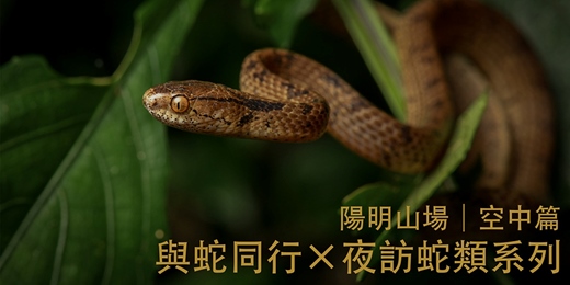 event-banner-與蛇同行 — 夜訪蛇類系列 陽明山場 | 空中篇