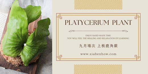 event-banner-【台北九月場次】下班隨手作 ‖ 手作課程-上板鹿角蕨